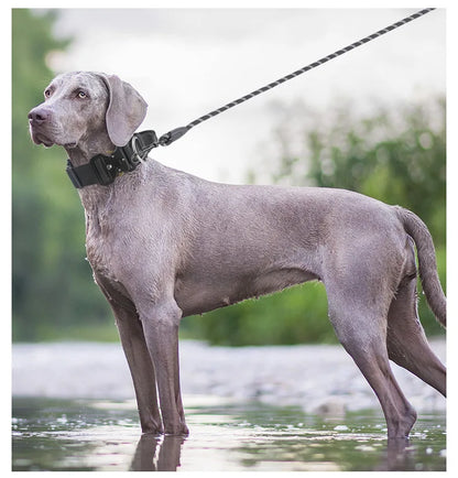 Tactical Dog Collar or Leash