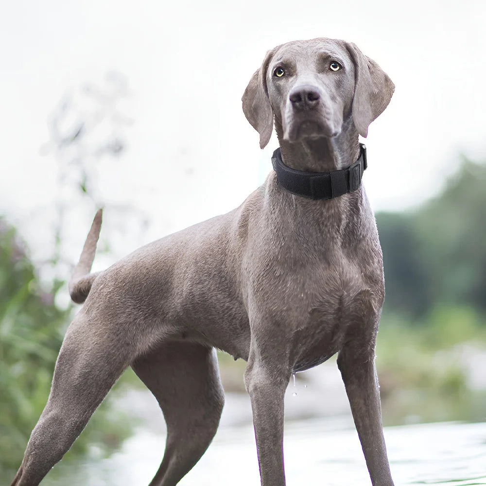 Tactical Dog Collar or Leash